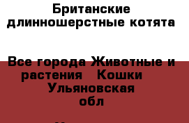 Британские длинношерстные котята - Все города Животные и растения » Кошки   . Ульяновская обл.,Ульяновск г.